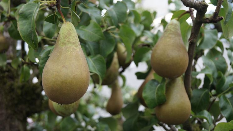 Die Norddeutschen Obstbautage präsentieren sich wieder als Branchentreffpunkt für den professionellen Obstbau. Bild: GABOT.