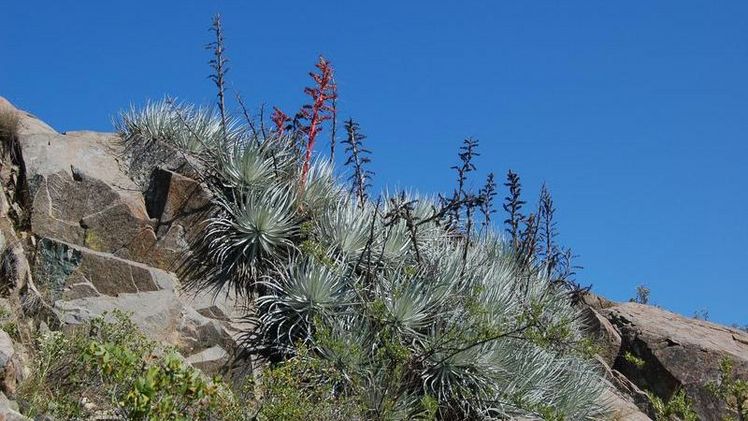 Vor allem lithophytische Pflanzen, die direkt auf Gestein wachsen, sind vom potentiellen Aussterben betroffen. Bild: Georg Zizka.