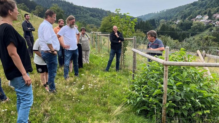 Minister Hauk MdL besucht Versuchsfläche zu Klimawandelanpassung im Streuobstbau. Bild: © MLR.