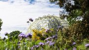 Das ikonische Kuppelgewächshaus im Botanischen Garten, gelb davor blüht der Ginster (Genista). Bild: HHU / Arne Claussen.