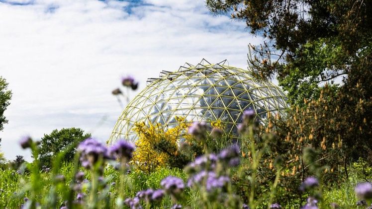 Das ikonische Kuppelgewächshaus im Botanischen Garten, gelb davor blüht der Ginster (Genista). Bild: HHU / Arne Claussen.
