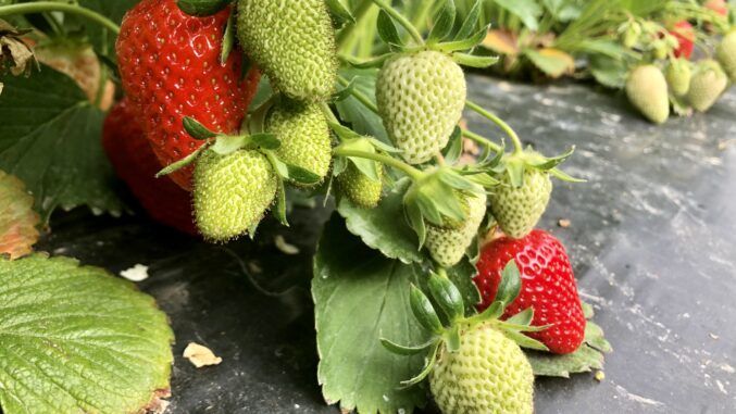 Folien schützen Erdbeeren vor Pilzsporen und Unkraut. Bild: Landvolk.