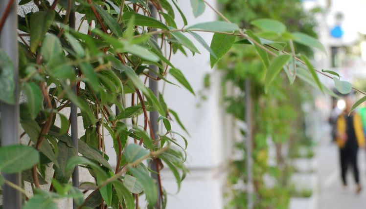 Eine begrünte Fassade bietet Schutz gegen Hitze, Staub, Lärm und Schmierfinken. Jetzt ist eine gute Zeit zum Pflanzen. Bild: GRÜNSTATTGRAU.