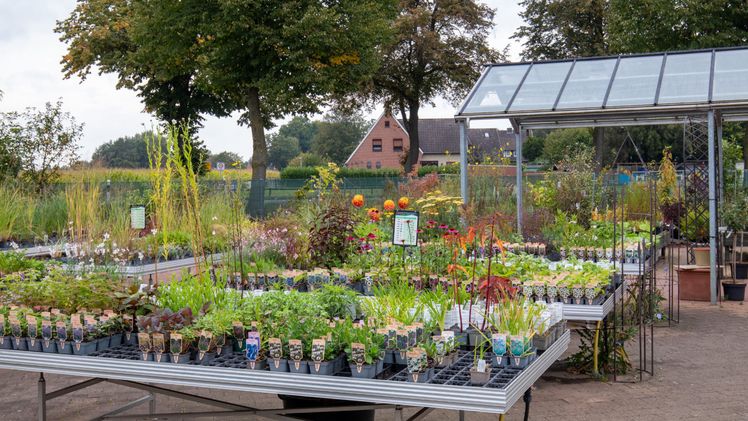 Staudengärtnereien mit Endverkauf bieten kompetente Beratung, sind gut sortiert und bieten oft auch noch Schauflächen an. Bild: BdS.