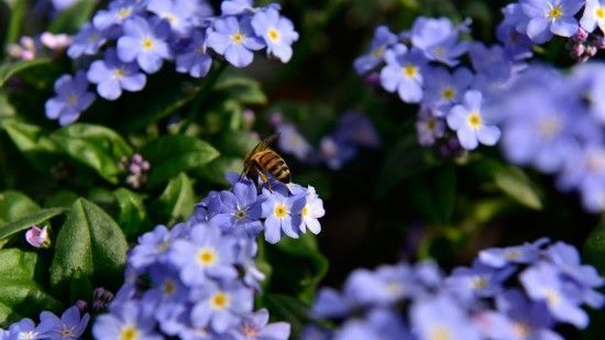 Bienenfüttern auf dem Balkon: Mit nektarreichen Blüten lässt sich Gutes für die nützlichen Insekten tun. Bild: GMH/BVE. Bienenfüttern auf dem Balkon: Mit nektarreichen Blüten lässt sich Gutes für die nützlichen Insekten tun. Bild: GMH/BVE.