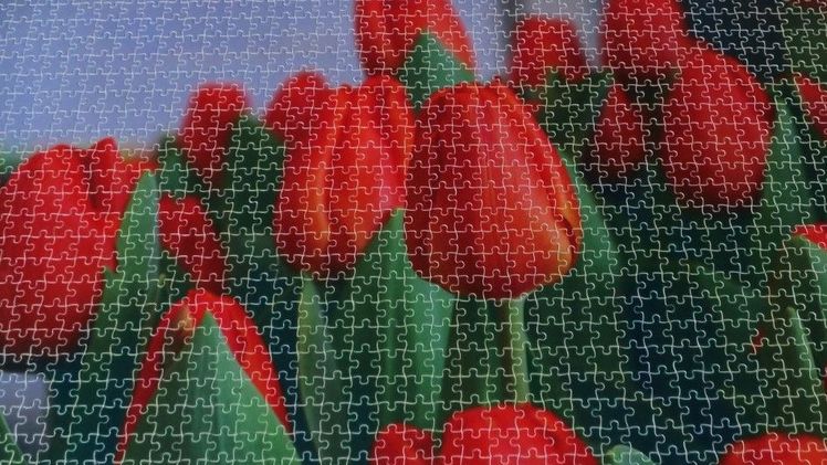 Niederländisches Konsortium entschlüsselt erstes Tulpen-Genom. Bild: Dümmen Orange.