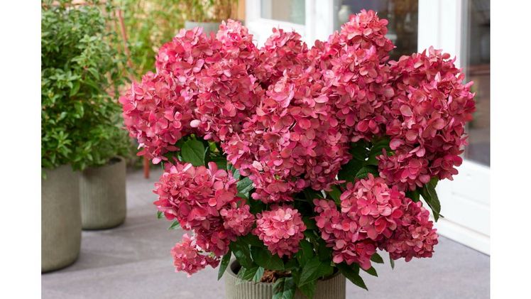 Hydrangea pan. 'Bloody Marie'. Bild: Joh. Stolwijk & Söhne.