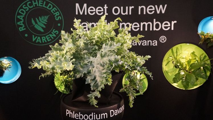 Phlebodium 'Davana'® von Raadschelders Varens. Bild: GABOT.