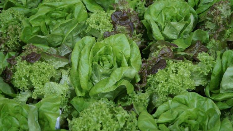 Die Erforschung und Entwicklung neuer Züchtungsmethoden soll gestärkt werden. Bild: GABOT.