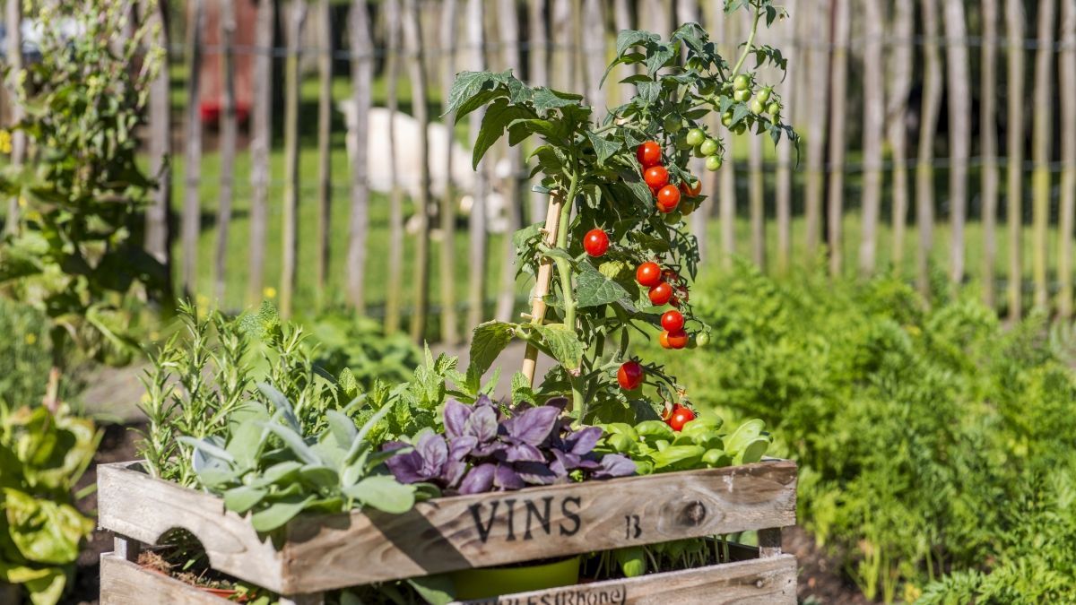 CUXIN DCM: Urban Gardening - Selbstversorgung | Gabot.de
