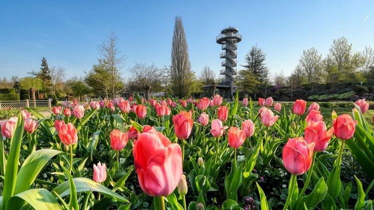 Wunderschöne Tulpenpracht gibt es nicht nur in Amsterdam, auch im Park der Gärten in Bad Zwischenahn können die Besucher die Blumen bewundern. Bild: Hans-Jürgen Zietz/Park der Gärten.
