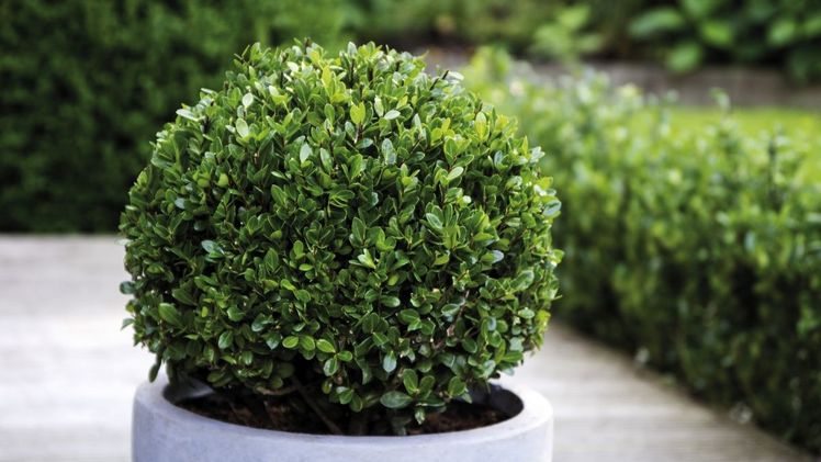Schnittverträglich und immergrün - als Kugel im Kübel verschönert Ilex 'Robustico'® von Baumschule Steiner Terrasse und Eingangsbereich. Bild: Steiner.