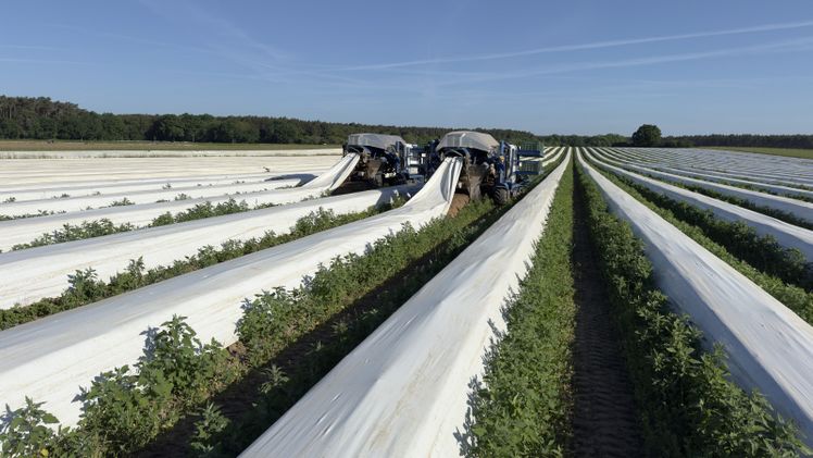 Zwei Spargelernteroboter im Einsatz. Bild: Lommers Tuinbouwmachines.