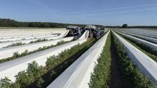Zwei Spargelernteroboter im Einsatz. Bild: Lommers Tuinbouwmachines.