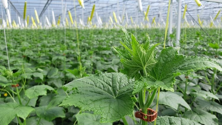 Van Gog Kwekerijen verwendet UPstage seit etwa zwei Jahren für den Frühjahrsanbau. Bild: BASF.