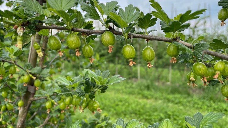 Auf dem Betrieb von Räss Wildbeeren wachsen ausgewählte und außergewöhnliche Beerenarten – wie beispielsweise Stachelbeeren. Bild: Räss Wildbeeren AG.