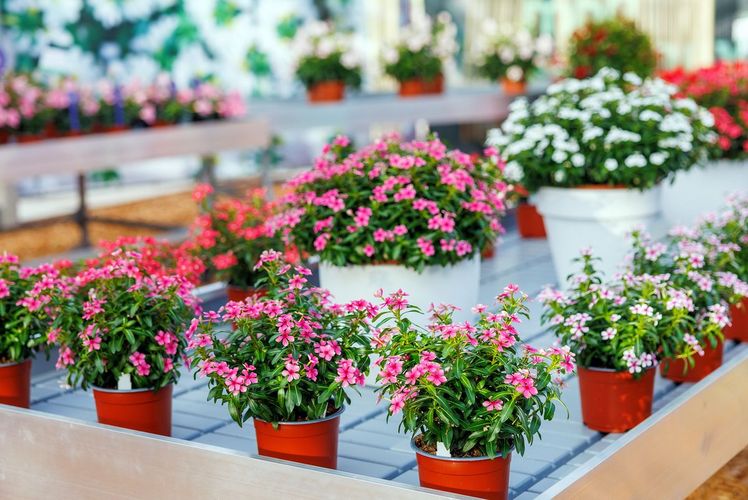 Soirée™ - Sweet Besties-Kollektion. Bild: MNP / Suntory.