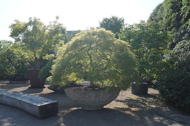 Bei Solitair wächst jede Pflanzen in ihrer eigenen Identität und Einzigartigkeit. Bild: GABOT.