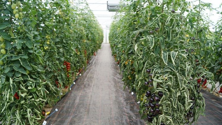 Unterglasanbau von Gemüse in Deutschland massiv gefährdet. Bild: GABOT.