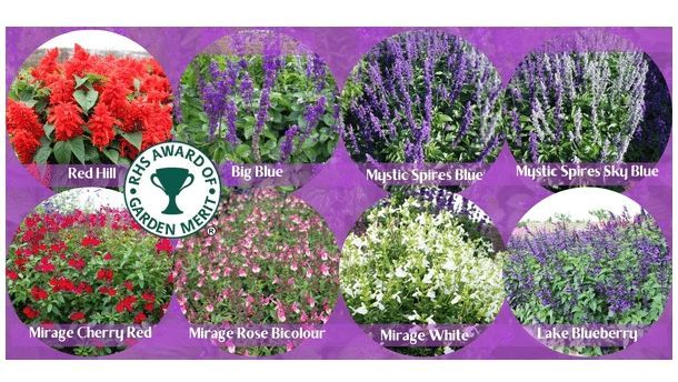Acht neue Awards of Garden Merit während des Salvia Trials vergeben. Bild: RHS Hyde Hall / Mandy Tout.