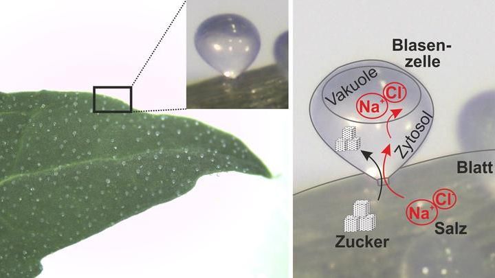 Quinoa-Blatt mit Salzblasen. Rechts ist dargestellt, wie die Pflanze die gelösten Salze in die Blase und dann in deren Vakuole transportiert. Der mittransportierte Zucker liefert die nötige Energie. Bild: Jennifer Böhm.  Quinoa-Blatt mit Salzblasen. Rechts ist dargestellt, wie die Pflanze die gelösten Salze in die Blase und dann in deren Vakuole transportiert. Der mittransportierte Zucker liefert die nötige Energie. Bild: Jennifer Böhm.