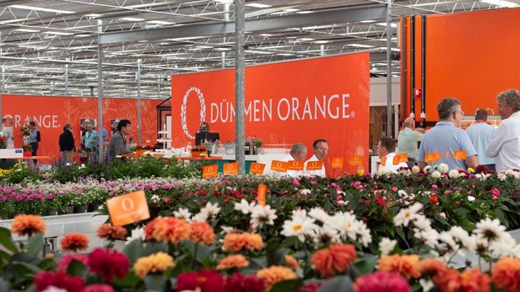 Dümmen Orange auf der Flower Trials '25. Bild: Dümmen Orange.