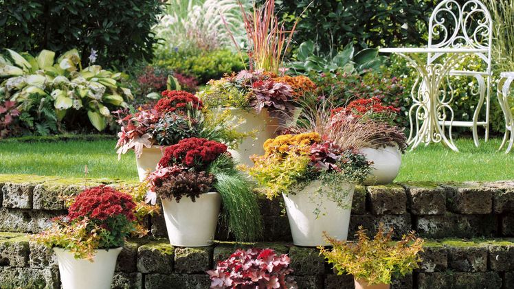 Mit warmen Farben in den Herbst: Blattschmuckpflanzen sind farbenfrohe Stars für Balkon und Garten. Die winterharten Pflanzen zeichnen sich durch eine breitgefächerte Blattfärbung aus. Bild: GMH/FGJ.