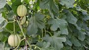 Im ersten Versuchsanbau der Fachinformation Gartenbau des LLH in Geisenheim wurden sieben verschiedene Charentais-Melonensorten hinsichtlich ihrer Eignung für den regionalen Anbau untersucht. Bild: © LLH.