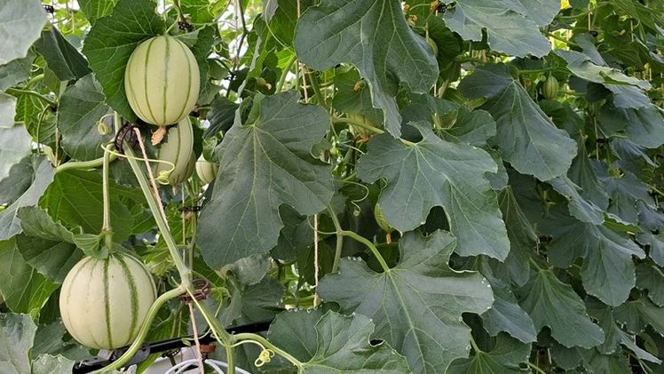 Im ersten Versuchsanbau der Fachinformation Gartenbau des LLH in Geisenheim wurden sieben verschiedene Charentais-Melonensorten hinsichtlich ihrer Eignung für den regionalen Anbau untersucht. Bild: © LLH.
