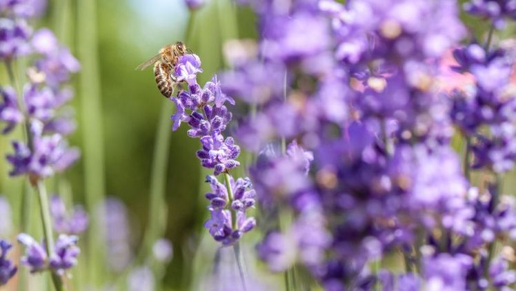 Strahlendes Blau und ein intensiver Duft: Darüber freuen sich auch Insekten. Bild: © Blumen - 1000 gute Gründe.