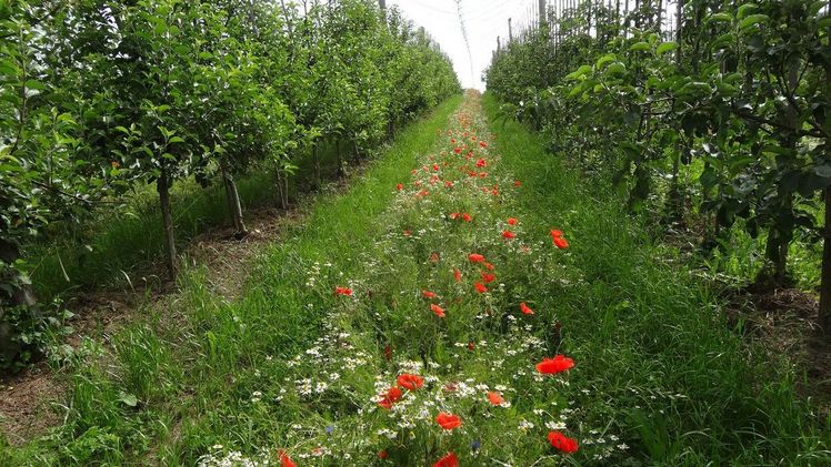 „OekoapfelForward“-Projekt. Bild: Uni Hohenheim / Jutta Kienzle.