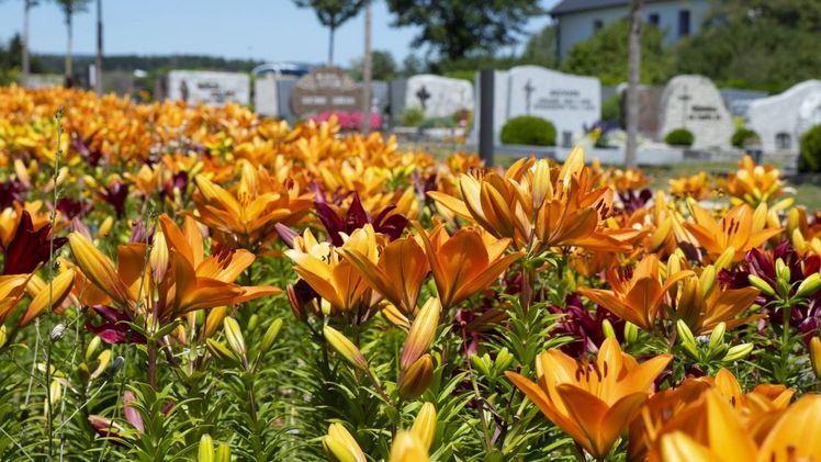 In einem halben Tag realisiert Verver Export eine 100 m² große Blumenwiese einschließlich Fräsen, Pflanzen und Säen. Bild: Verver Export.