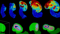 3D-Darstellung der Modellpflanze Arabidopsis thaliana. Bild: Labor Prof. Schneitz.