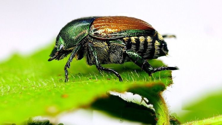 Anfang November wurde in einer Pheromonfalle in der Nähe des Güterbahnhofs in Freiburg einen männlichen Japankäfer entdeckt. Bild: Olaf Zimmermann/LTZ.
