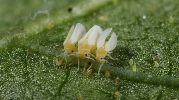 Die Baumwoll-Weisse Fliege verursacht weltweit Ernteverluste in Milliardenhöhe. Bild: lid.ch.