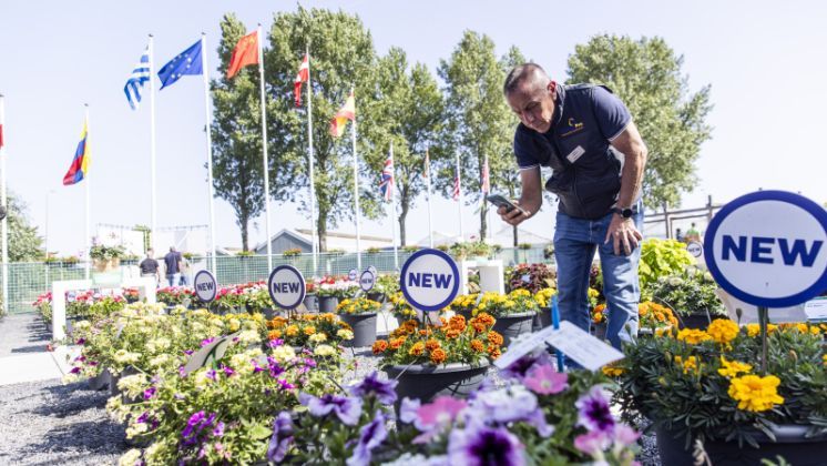 58 Züchtungsunternehmen präsentieren vom 9. bis 12. Juni 2026 ihre Neuheiten. Bild: Glenn Mostert Fotografie.