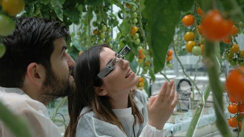 Die AR-Brille im Einsatz. Bild: Universität Wageningen.