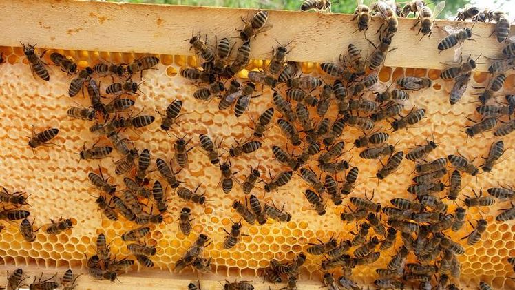 Bienen können in ihrem Bienenstock durch verschiedene Methoden gegen Parasiten kämpfen. Bild: © MPI-P.