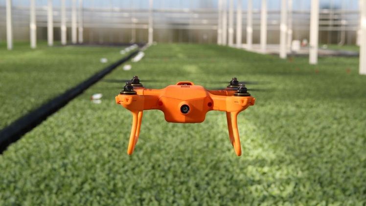 Die Drohne fliegt über oder zwischen den Pflanzen, macht Fotos und die Software übersetzt die Bilder in nützliche Informationen. Bild: Corvus Drones.