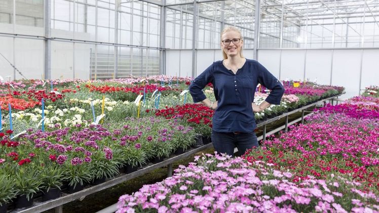 Neue Topfnelke "Solo con te". Bild: Elsner pac®. Neue Topfnelke "Solo con te". Bild: Elsner pac®.