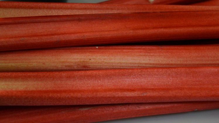 Ursprünglich kommt der Rhabarber aus dem Himalaya-Gebiet. Bild: GABOT.