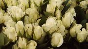 Die Rosen Waibel Münchendorf GmbH befindet sich nun im Konkursverfahren. Bild: GABOT.
