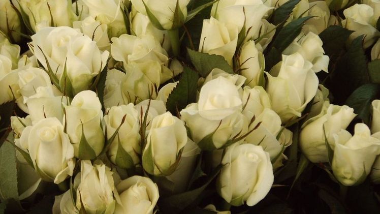 Über das Vermögen der Rosen Waibel Münchendorf GmbH wurde beim Landesgericht Wiener Neustadt ein Sanierungsverfahren ohne Eigenverwaltung beantragt. Bild: GABOT.