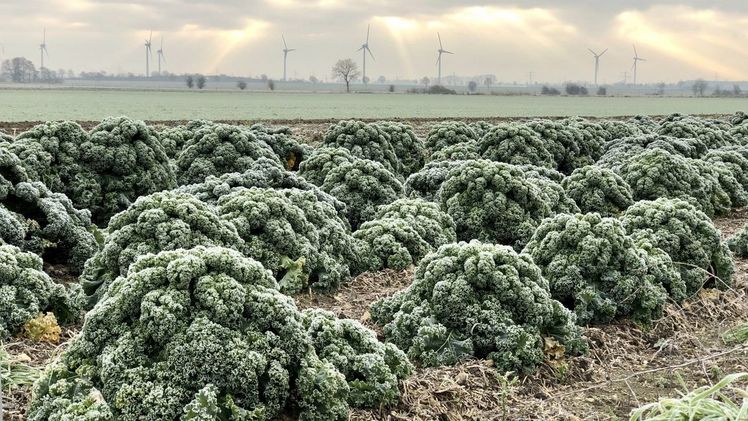 In Niedersachsen hat nicht nur der Genuss der „Oldenburger Palme“, sondern auch der Anbau eine lange Tradition.Bild: Landvolk Niedersachsen.