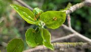 Eine der häufigsten Obstkrankheiten ist Apfelschorf, verursacht durch den Pilz Venturia inaequalis. Die Hochschule Wismar entwickelt mit Förderung der Deutschen Bundesstiftung Umwelt (DBU) ein Verfahren zur Reduzierung von Ernteausfällen ohne chemische Mittel und durch gezielten Einsatz von Einzellern. Bild: © Falk Hillmann.