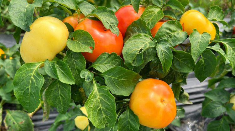 Freilandpaprika OpenSky® Speedy Rosina. Bild: Lubera.