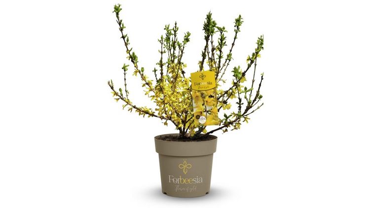 Heinjes Neuheit "Forbeesia" - eine Forsythia intermedia. Bild: Heinje.
