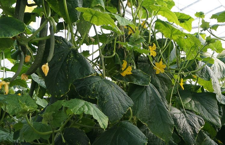 Notfallzulassung für Ordoval an Gurken. Bild: GABOT.