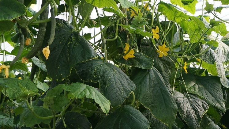 Die Gurken-Saison dauert von April bis Oktober. Bild: Gabot.