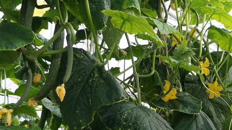 Schlangengurken im Anbau. Bild: GABOT. Schlangengurken im Anbau. Bild: GABOT.